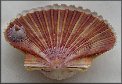 Euvola raveneli (Dall, 1898) Round-rib Scallop