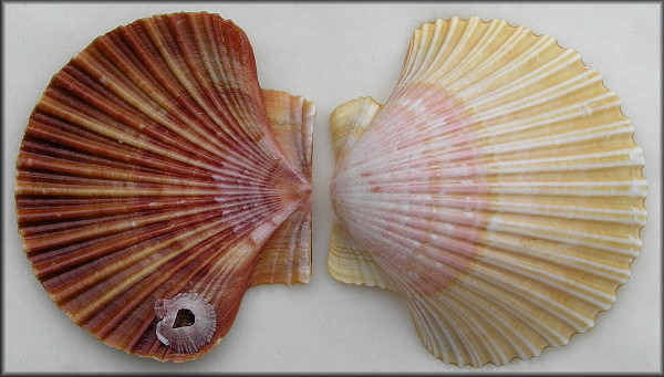 Euvola raveneli (Dall, 1898) Round-rib Scallop