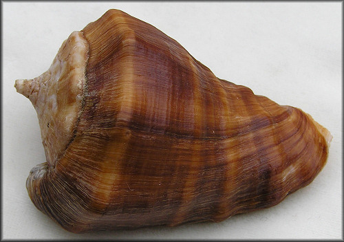 Vasum truncatum (G. B. Sowerby III, 1892)