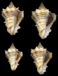 Vasum muricatum (Born, 1778) Caribbean Vase Juveniles