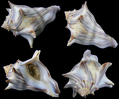 Busycon carica eliceans (Montfort, 1810) 