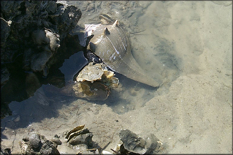 Busycon carica (Gmelin, 1791) in Situ Feeding On Oysters