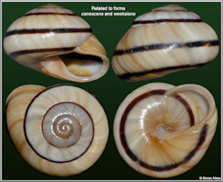 Coryda alauda (Frussac, 1821)