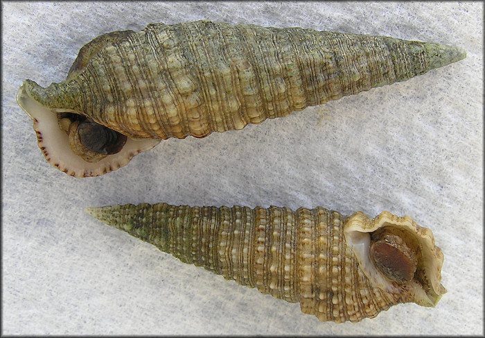 Cerithium atratum (Born, 1778) Dark Cerith