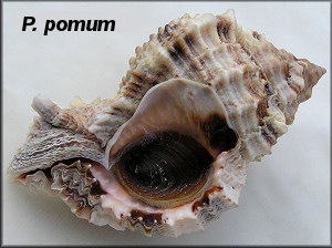 Phyllonotus  pomum (Gmelin, 1791)