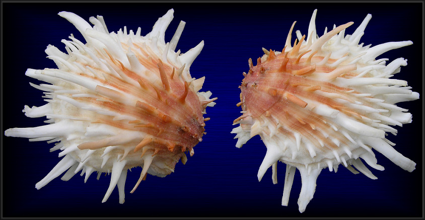 Spondylus princeps Broderip, 1833