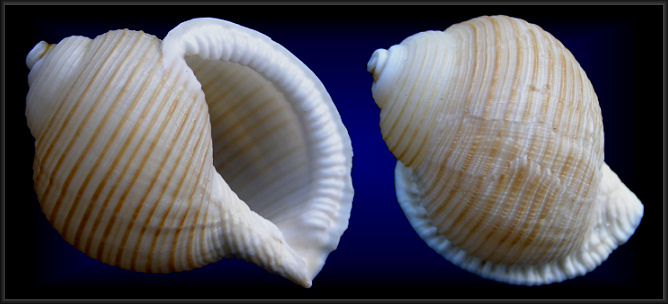 Eudolium bairdii (A. E. Verrill and S. Smith, 1881)