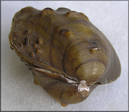 Quadrula pustulosa (I. Lea, 1831) (Pimpleback)