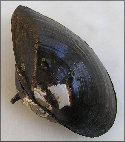 Canthyria spinosa (I. Lea, 1836) Altamaha Spinymussel