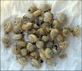 Praticolella mexicana K. Perez, 2011 "Peripatetic Scrubsnail"