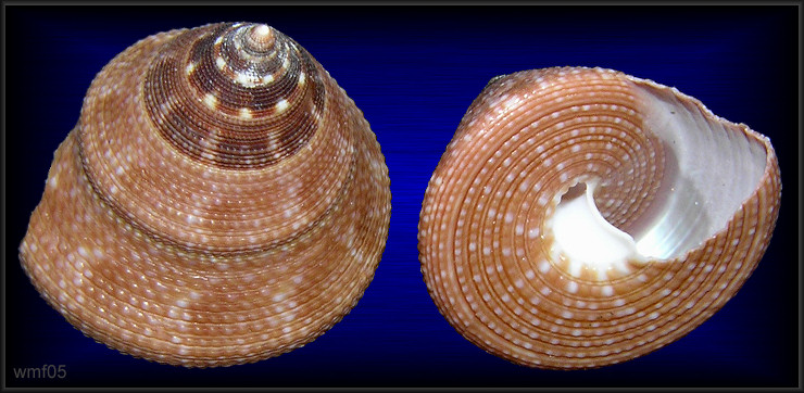 Calliostoma jujubinum (Gmelin, 1791) Mottled Topsnail