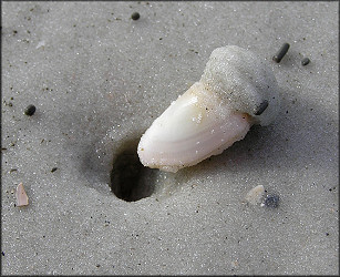 Donax variabilis Say, 1822 Variable Coquina In Situ