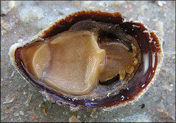 Crepidula fornicata (Linnaeus, 1758) Common Atlantic Slippersnail