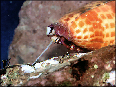 Conus tesselatus (Born, 1778)