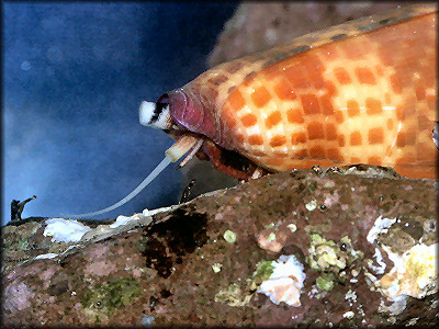 Conus tesselatus (Born, 1778)