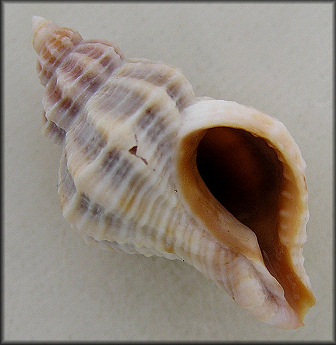 Vokesinotus perrugatus (Conrad, 1846) Gulf Oyster Drill