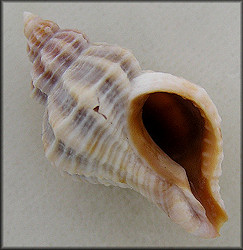 Vokesinotus perrugatus (Conrad, 1846) Gulf Oyster Drill