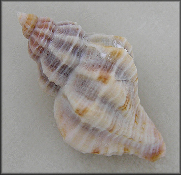 Vokesinotus perrugatus (Conrad, 1846) Gulf Oyster Drill