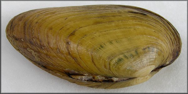 Ptychobranchus fasciolaris (Rafinesque, 1820) Kidneyshell