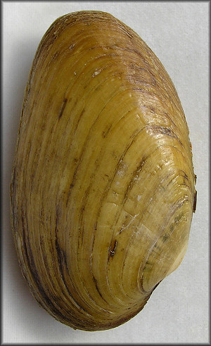 Ptychobranchus fasciolaris (Rafinesque, 1820) Kidneyshell