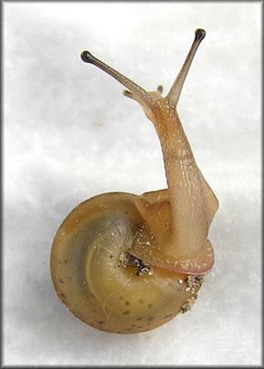 Praticolella mobiliana (I. Lea, 1841) Choctaw Scrubsnail