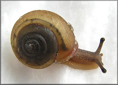 Praticolella mobiliana (I. Lea, 1841) Choctaw Scrubsnail