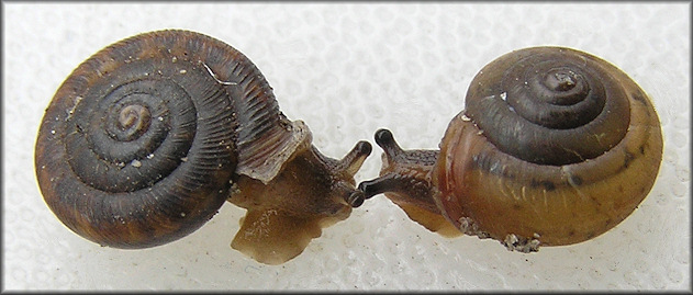 Praticolella mobiliana (I. Lea, 1841) Choctaw Scrubsnail