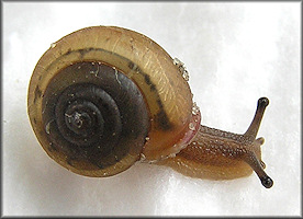 Praticolella mobiliana (I. Lea, 1841) Choctaw Scrubsnail