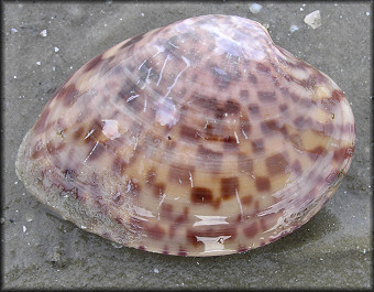 Megapitaria maculata (Linnaeus, 1758) Calico Clam