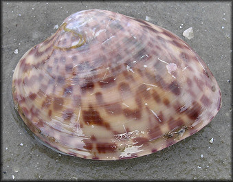 Megapitaria maculata (Linnaeus, 1758) Calico Clam