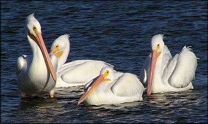 Pelecanus erythrorhynchos American White Pelican