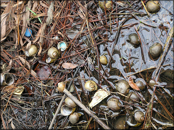 A miniscule part of the empty Pomacea maculata shells on the shoreline