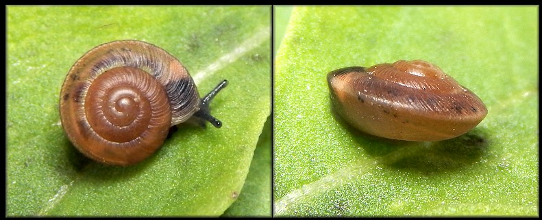 Ventridens eutropis Pilsbry, 1946 Carinate Dome Juvenile