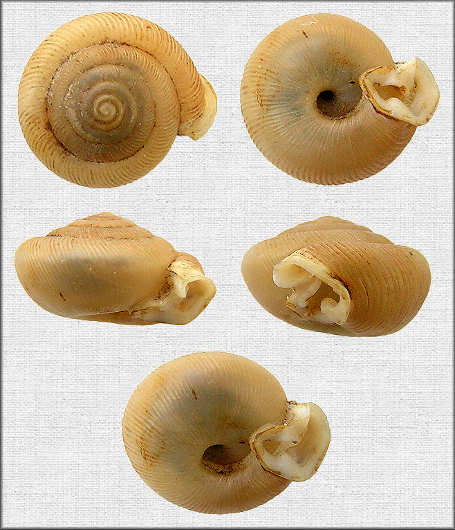 Daedalochila delecta (Hubricht, 1976) Gulf Hammock Liptooth (Large Morph)