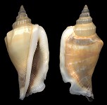 Canarium urceus incisum (Wood, 1828)