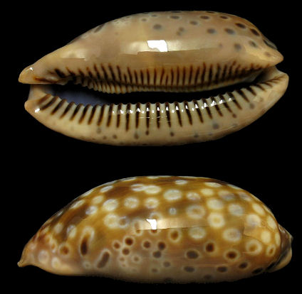 Macrocypraea zebra (Linnaeus, 1758) Measled Cowrie