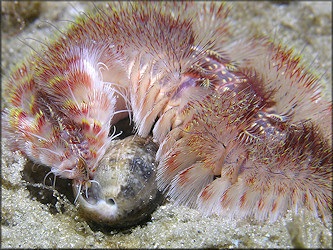 Bulla Being Devoured by "Red-Tipped Fireworm" Predator