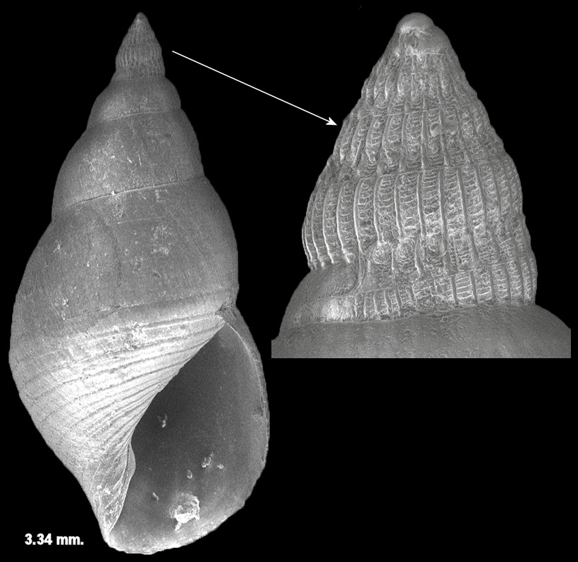 Litiopa melanostoma Rang, 1829 Sargassum Snail