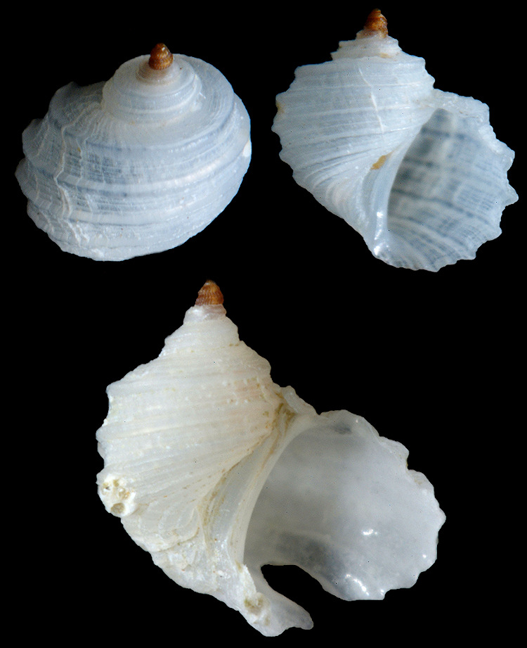 Fossarus ambiguus (Linn, 1767)