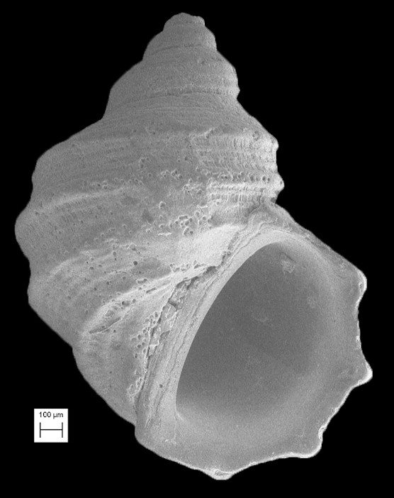 Fossarus orbignyi P. Fischer, 1864