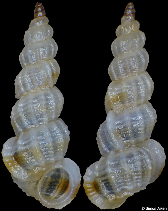 Gregorioiscala xanthotaenia Garcia, 2004