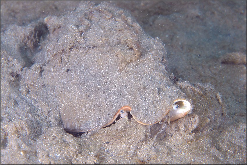 Strombus pugilis x alatus In Situ