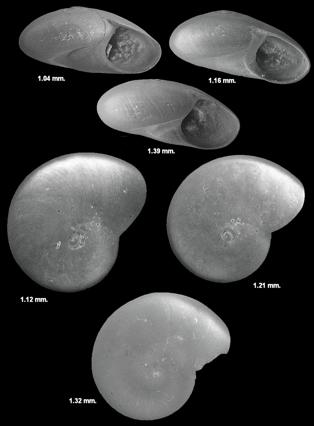 Teinostoma biscaynense Pilsbry and McGinty, 1945 Biscayne Vitrinella