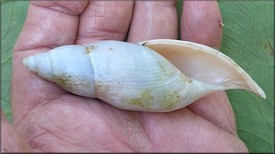 Euglandina rosea (Férussac, 1821) Rosy Wolfsnail - Very Large Specimen