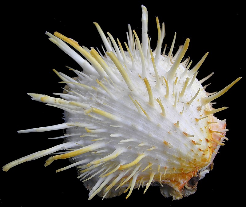 Spondylus americanus Hermann, 1781 Atlantic Thorny Oyster