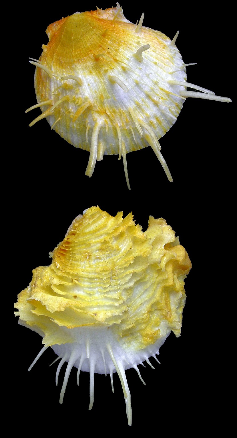 Spondylus americanus Hermann, 1781 Atlantic Thorny Oyster