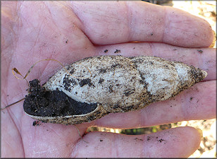 Euglandina rosea (Férussac, 1821) Rosy Wolfsnail - Very Large Specimen