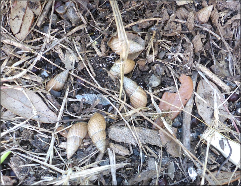 Bulimulus sporadicus At U. S. Coast Guard Facility In Atlantic Beach