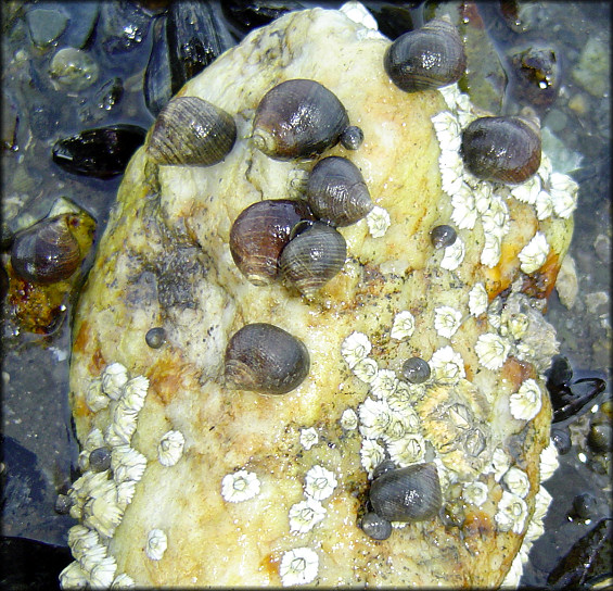 Littorina littorea (Linnaeus, 1758) Common Periwinkle In Situ