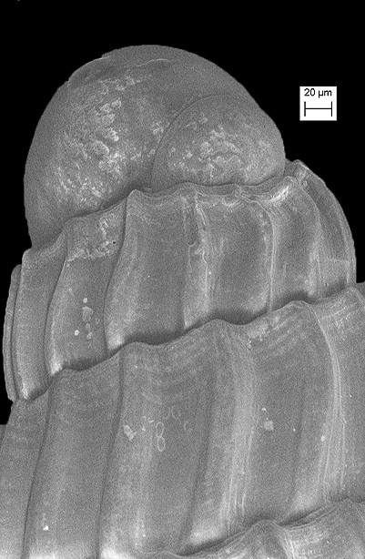 Turbonilla (Chemnitzia) abrupta Bush, 1899